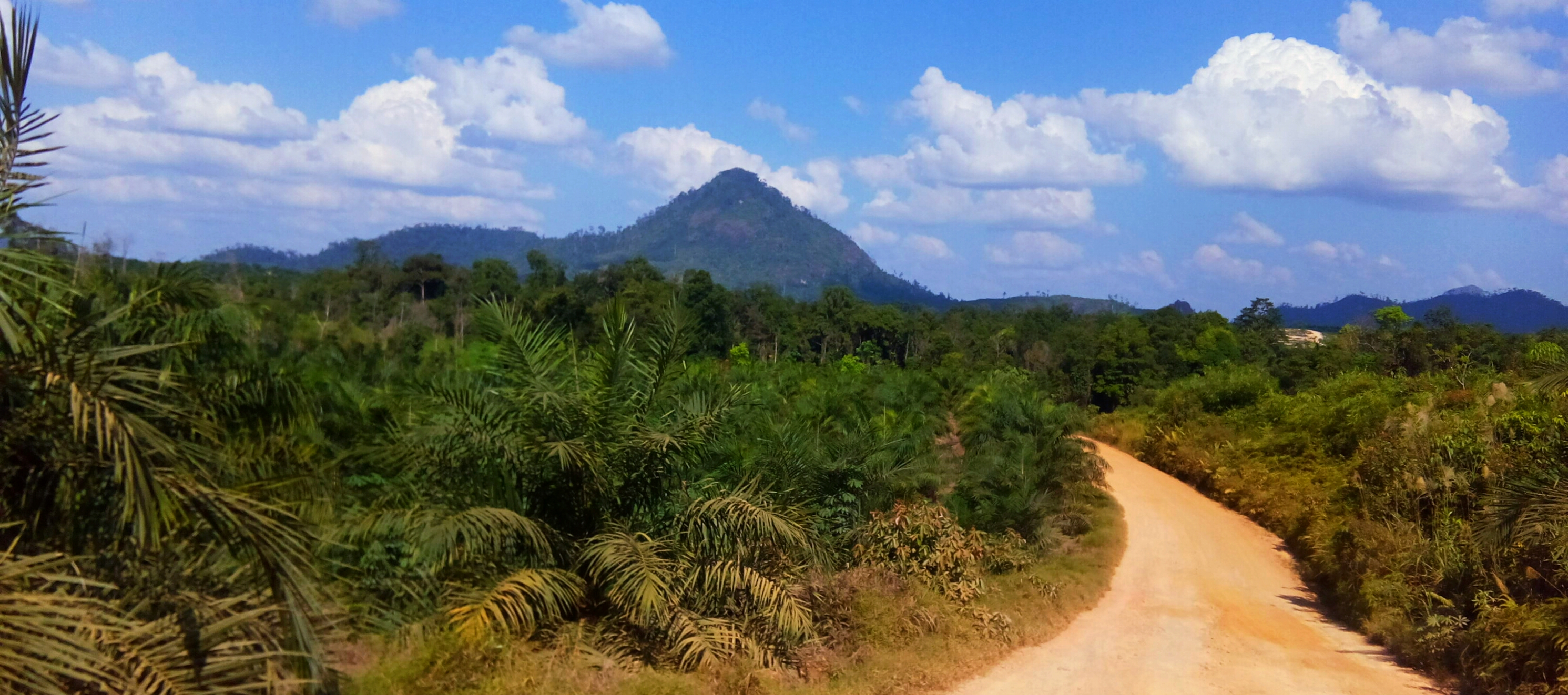 The roadmap to autonomous palm harvesting